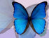Blue Butterfly Crafts